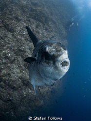 Hey you ... !

Southern Ocean Sunfish - Mola ramsayi
... by Stefan Follows 